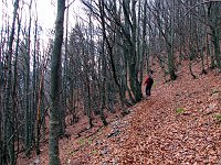 12_Bosco coperto di foglie